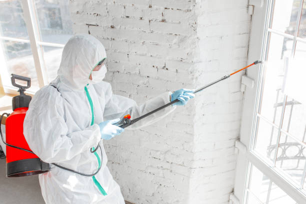 Biohazard Mold Removal in Sorrento, LA